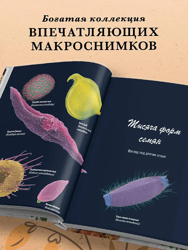 Книга Семена и зерна. Иллюстрированный атлас. Удивительные факты о сельскохозяйственных культурах и их влияние на развитие человечества (Жорж Монторо) — 7