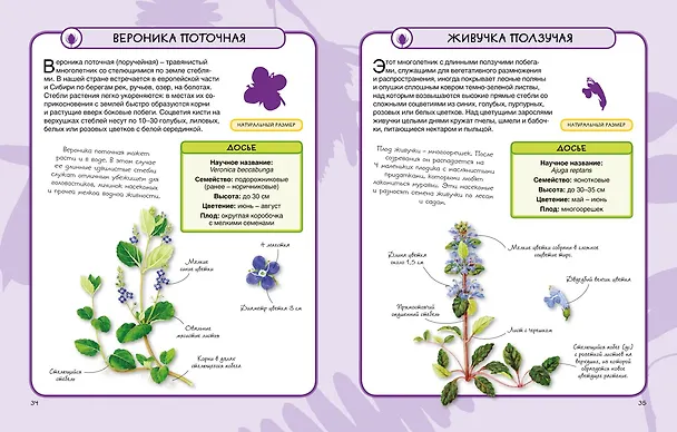 Книга Цветы (Камилла де ла Бедуайер) — 4