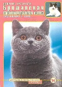 Британская короткошерстная кошка. Содержание и уход