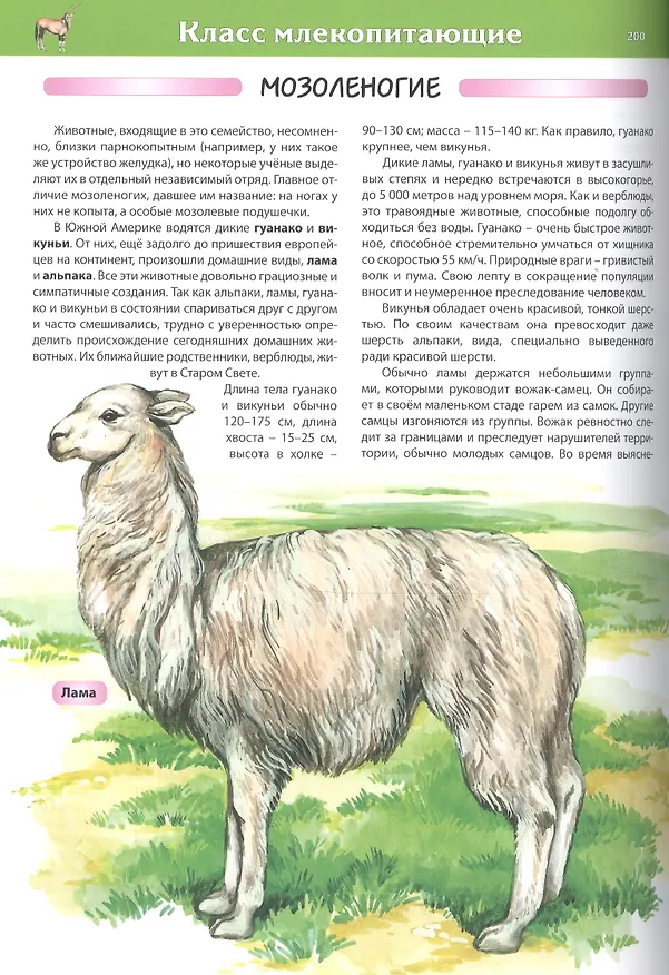 Книга Животные. Детская энциклопедия (С. Рублев) — 9