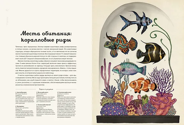 Книга Анималиум (Дженни Брум) — 10