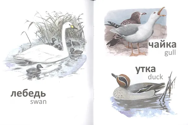 Книга Птицы (на рус.-англ.яз.) худ.Комаров А. (И.И. Соколова) — 4