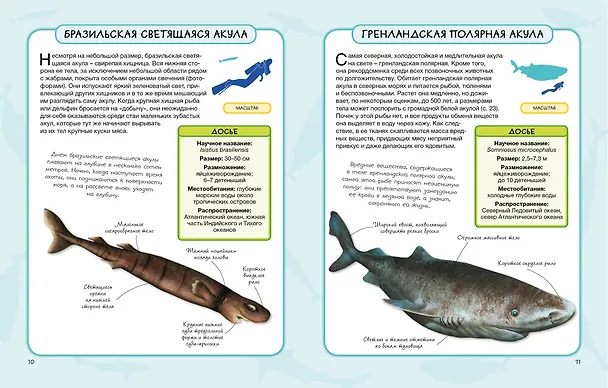 Книга Акулы и скаты (Камилла де ла Бедуайер) — 5