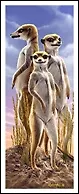 Закладка 3D Meerkats (Листопадова) 2263168 — 1