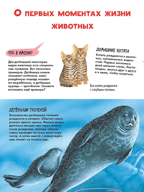 Книга Детеныши животных (Энн МакРей) — 8