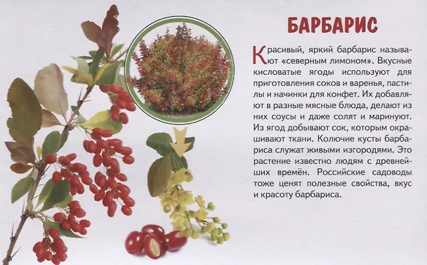 Книга Обучающие карточки "Садовые ягоды" () — 3