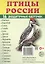 Птицы России. 16 раздаточных карточек с текстом — 2403788 — 2