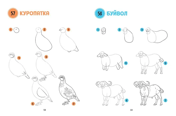 Книга Большая книга животных. 300 рисунков шаг за шагом (Лиз Эрцог) — 8