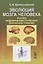 Эволюция мозга человека: Анализ эндокраниометрических признаков гоминид — 2674299 — 1