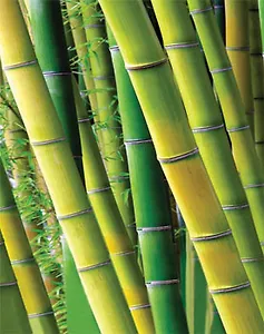 Бумажный пакет с глянцевой ламинацией и ручками из бамбука (26х33х12) (16109) (Феникс-Презент)