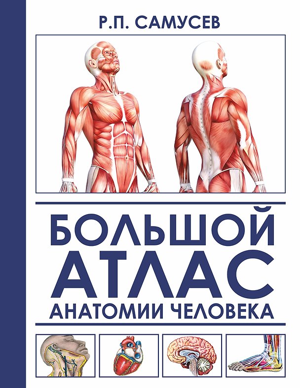 Книга Большой атлас анатомии человека (Валентина Агеева, Рудольф Самусев) — 1