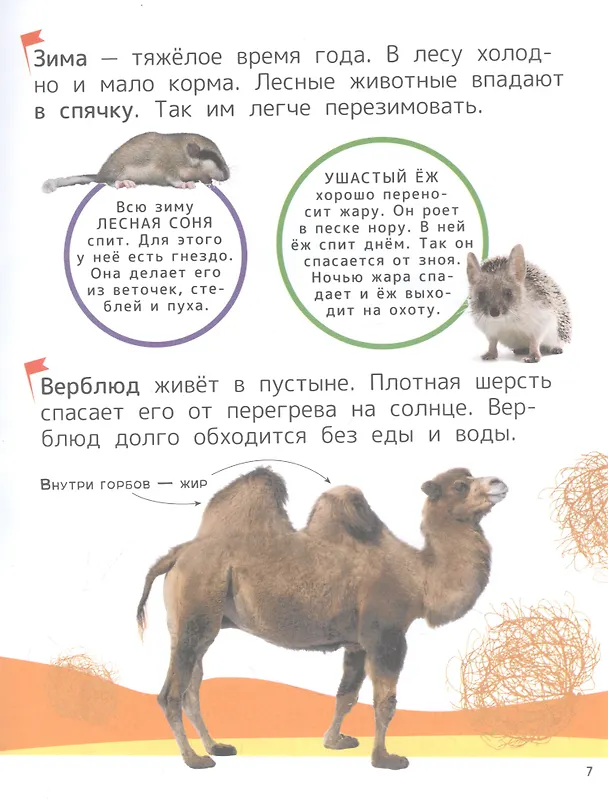 Книга Животные. Энциклопедия для первого чтения с крупными буквами (Лариса Клюшник, Светлана Гальцева) — 5