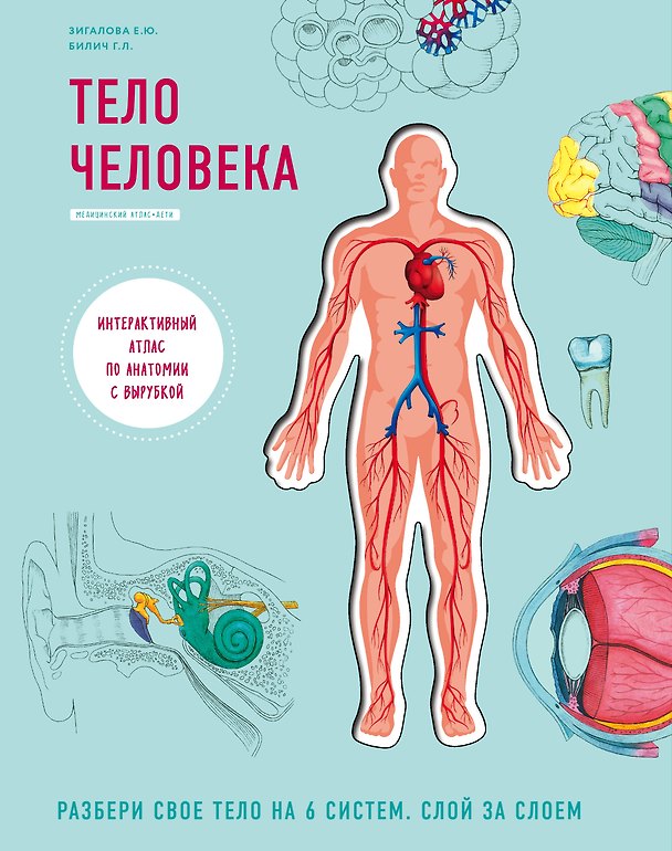Книга Тело человека. Интерактивный атлас по анатомии с вырубкой. Разбери свое тело на 6 систем. Слой за слоем (Габриэль Билич) — 1