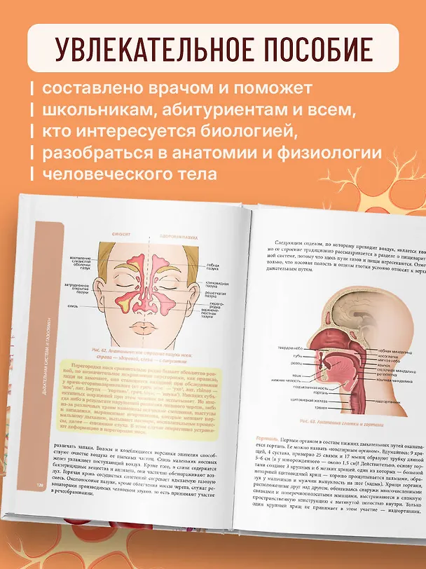 Книга Анатомия для школьников. Пособие для учеников химико-биологических классов и абитуриентов естественно-научных направлений (Илья Егоров) — 7