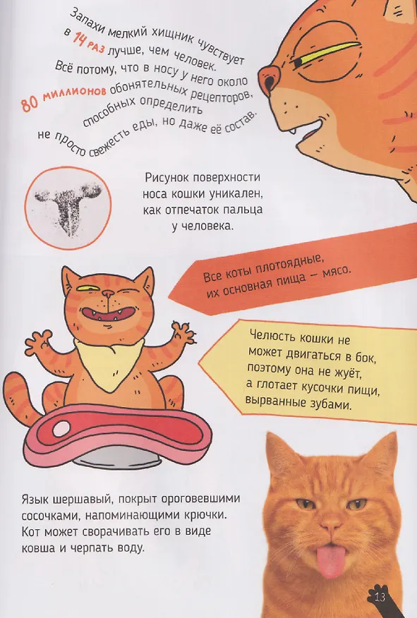 Книга Кошки. Большие секреты маленьких хищников. Энциклопедия для детей (Александра Хворост) — 4