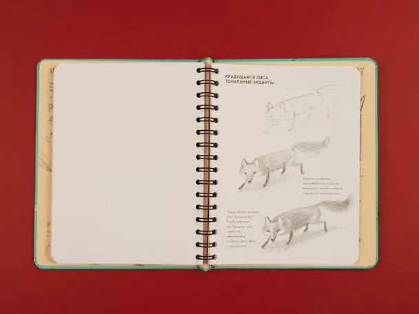 Книга SketchBook: Визуальный экспресс-курс по рисованию Животные (мята) (Эксмо) (Залина Сабанова) — 6