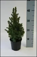 Миниатюрная Рождественская елка 13/40-45 (1) 2340298