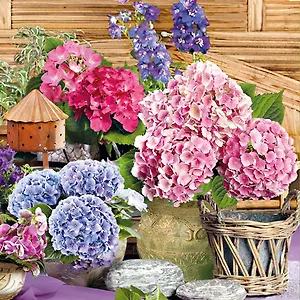 Салфетки Maki бум. сервировочные Герань (SLOG015401) (33х33) (20шт) (3сл)