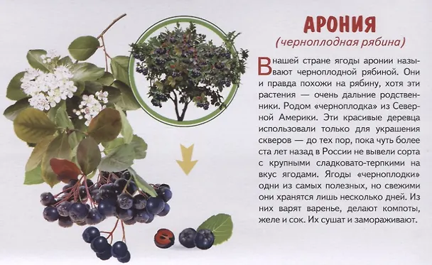 Книга Обучающие карточки "Садовые ягоды" () — 2