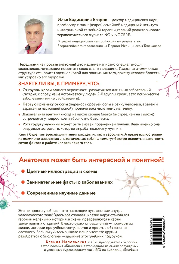 Книга Анатомия для школьников. Пособие для учеников химико-биологических классов и абитуриентов естественно-научных направлений (Илья Егоров) — 2