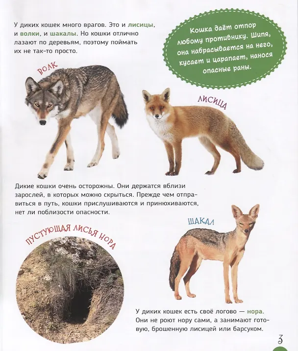 Книга Кошки и котята (Первая энциклопедия) (Светлана Гальцева) — 4