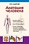 Анатомия человека: учебник для студентов учреждений среднего профессионального образования. 4 -е изд., перераб. и доп. — 2437578 — 1