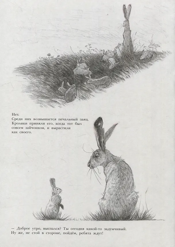 Книга Заяц и кролики (Тимоте Ле Веэль) — 5