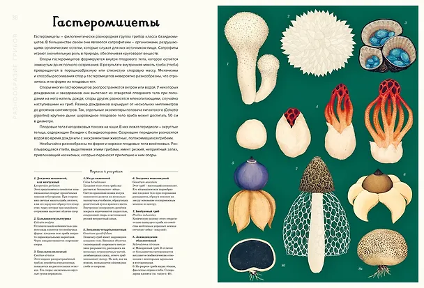 Книга Грибариум (Дэвид Л. Хауксворт, Лора М. Сьюз, Пепейн В. Кой, Каре Лиматайнен) — 16