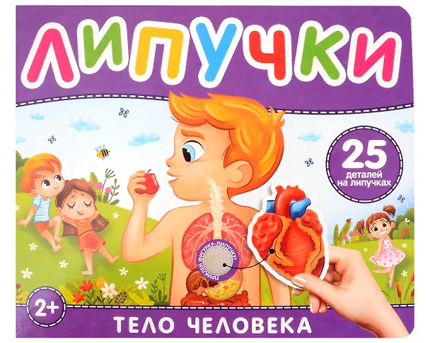 Книга Тело человека. Книга с липучками (Наталья Котятова) — 1